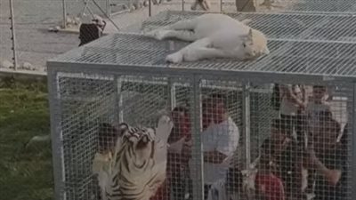 الزوار داخل أقفاص حديدية.. حديقة في الصين تثير الجدل على مواقع التواصل الاجتماعي | فيدوجراف 