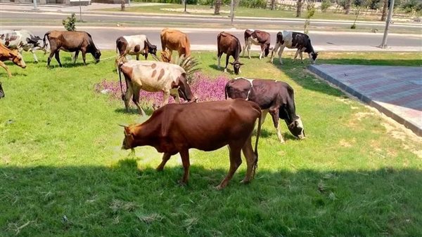 رعي الأبقار داخل