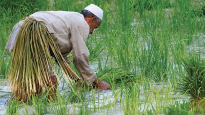 مشاورات مصرية صينية لإنشاء مركز لزراعة واستنباط الأرز الهجين في مصر