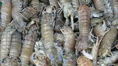 ما بين التحذيرات والطمأنة.. الجمبري الكذاب على طاولات الصيادين بالإسكندرية