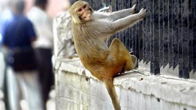 بث مباشر | نسناس صغير يتجول في بلكونات سكان منطقة الأهرام.. والجهات المعنية تتحرك 