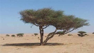 مصدر للخشب.. تعرف على شجرة الأكاسيا في مصر القديمة 