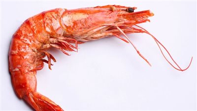 تجار ومطاعم يبيعون صرصار البحر على أنه جمبري.. وبيطري القاهرة تحذر المواطنين