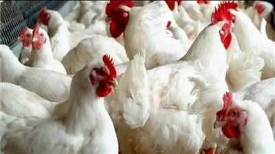 أسعار الدواجن اليوم الجمعة 21 نوفمبر 2025 في الأسواق 