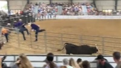 فيديو يوثق هروب ثور خلال مسابقة رعاة البقر وقفزه على الجمهور
