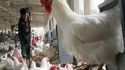 ارتفاع أسعار الدواجن والطيور.. وانخفاض ملحوظ بأسعار الخضراوات اليوم بالأسواق │ بث مباشر