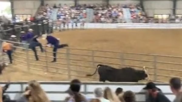 هروب ثور من مسابقة