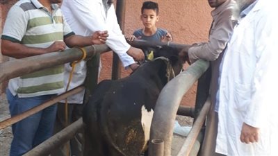 غدًا.. انطلاق الحملة القومية لتحصين الماشية ضد الحمى القلاعية في قنا