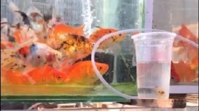 سمكة الأوسكار بـ 75 جنيهًا.. لفظ الجلالة على ظهر سمكة في سوق الجمعة | بث مباشر 