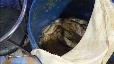 ضبط 4 أطنان أسماك مملحة غير صالحة للاستهلاك الآدمي ولحوم بكفر الشيخ