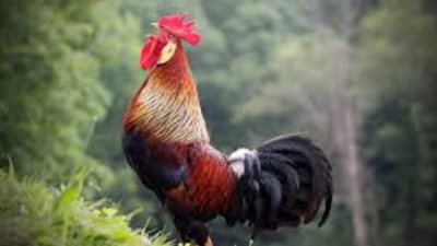 ذاكرة الأمثال.. زي ديك الخمسين عريان ومزنطر