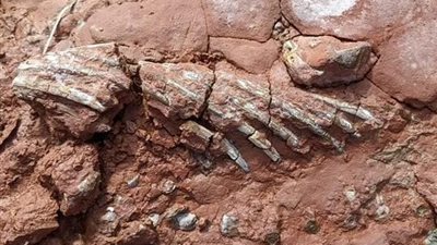 كلب يكتشف بقايا متحجرة لحيوان عاش قبل 300 مليون سنة في كندا | صور