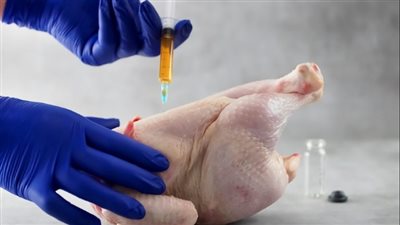 تموين بورسعيد تكثف جهودها لحماية المواطنين من الفراخ المحقونة بالمياه