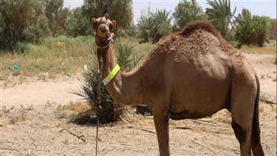 تركيب أطواق فسفورية على أعناق الجمال للحد من الحوادث ليلًا في جنوب سيناء