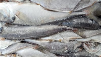 ضبط كميات من الأسماك المجمدة مجهولة المصدر في القليوبية