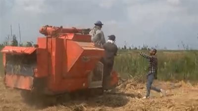 ضحية الأرز.. مصرع سيدة جذبها سير ماكينة تبييض بالشرقية