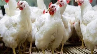 أسعار الدواجن والبيض اليوم الأحد 29 أكتوبر 2022