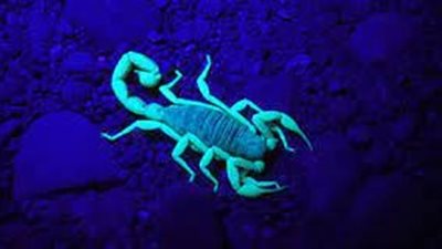 توقعات الأبراج..حظك اليوم توقعات برج العقرب اليوم الخميس 8-9-2022