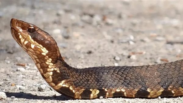 هجرة الثعابين 