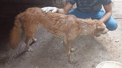  الرفق بالحيوان.. ملحمة إنسانية لعلاج كلب في المنوفية