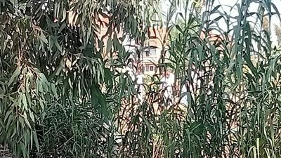 العثور على جثمان شاب بجسر ترعة في المنوفية.. والأمن يكثف التحريات