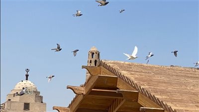 أسراب الحمام تزين أكبر ميادين الأقصر | صور