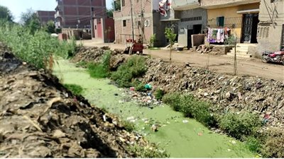 أهالي الجميزة بالمنوفية: نعاني من كارثة بيئية حيوانات نافقة ومياه صرف صحي داخل مصرف العزبة