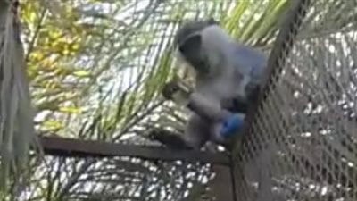 الداخلية تكشف تفاصيل هروب نسناس وتسلقه الأشجار بالإسكندرية