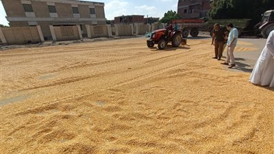 8700 جنيه للطن.. استلام محصول الذرة الأصفر من المزارعين بالنوبارية