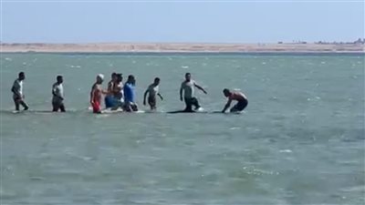 إنقاذ دولفين عالق بأحد المناطق الضحلة جنوب الغردقة