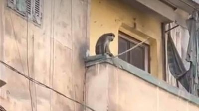 3 قرود تتجول في شوارع الإسماعيلية وتثير رعب الأهالي