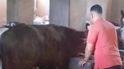 الطب البيطري بشمال سيناء: تنفيذ حملة ضد مرض الحمى القلاعية والوادي المتصدع 