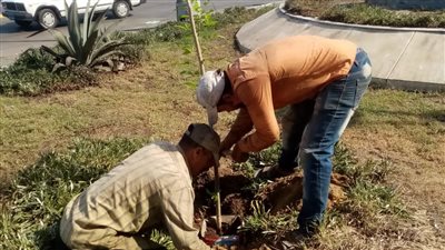 زراعة 5600 شجرة مثمرة بشوارع وأحياء الإسكندرية خلال أسبوعين