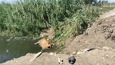 بعد نشر القاهرة 24.. لجنة من الصحة تعاين مصرف عزبة الجميزة بالمنوفية