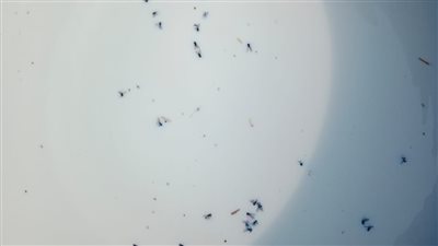 ضبط 2200 لتر لبن يحتوي على ذباب وملوث بروث الماشية في البحيرة