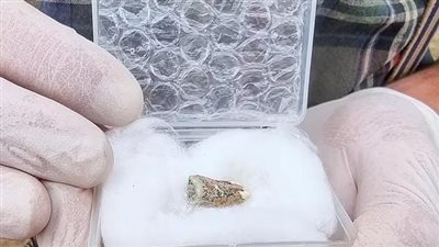 اكتشاف أقدم أسنان في العالم خارج إفريقيا عمرها 1.8 مليون سنة |صور 