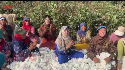 بث مباشر | مزارعو الشرقية يحصدون محصول القطن بإطلاق الزغاريد.. وأحدهم: موسم حصاد القطن بيكون عيد عندنا