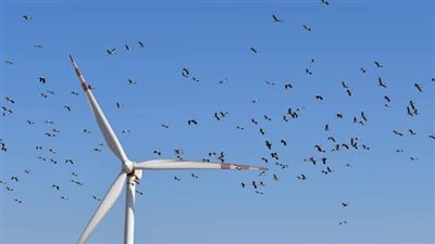 من أعلى قمة جبل الزيت.. جهود مكثفة لحماية الطيور المهاجرة بمسار رحلتها من أوروبا لإفريقيا | صور وفيديو