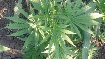 زرع بانجو على السطح.. أمن كفر الشيخ يضبط عاطل لزراعته مواد مخدرة 