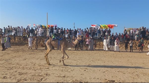 سباق تنشيطي للهجن