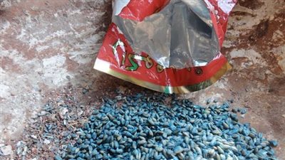 طالبة تحاول إنهاء حياتها بسم الفئران داخل المدرسة ببورسعيد