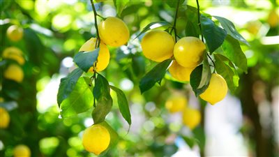 أبرزها البستنة العلاجية.. 7 فوائد لزراعة الليمون بالمنزل