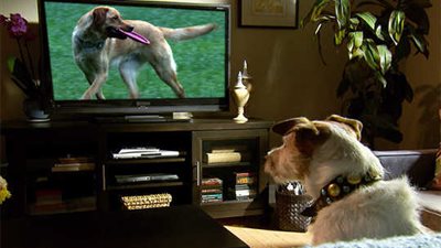 الكلاب تشاهد أفعال الأشخاص على التلفاز |دراسة 