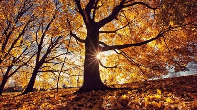 مع اقتراب انتهاء الصيف.. تعرف على موعد بداية فصل الخريف 2025