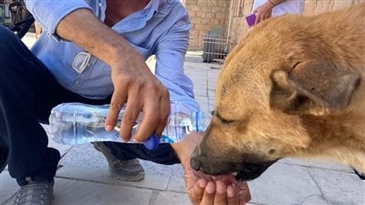 أثار الجدل على السوشيال ميديا.. صاحب صورة الكلب لـ القاهرة 24: صعب عليا فسقيته