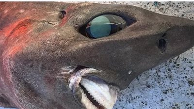 صياد يعثر على كائن بحري غريب بابتسامة إنسان قبالة سواحل أستراليا