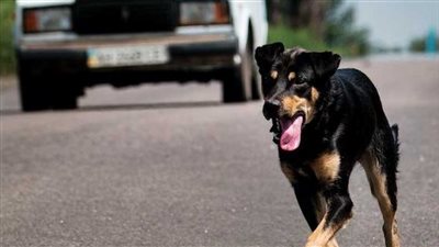 إصابة 7 أشخاص عقرهم كلب مسعور في إحدى قرى المنيا | بث مباشر