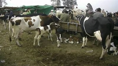 تعرف على خطوات الحصول على ترخيص إنشاء مزرعة مواشي 