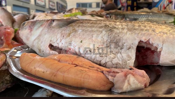 موسم البطارخ ببورسعيد