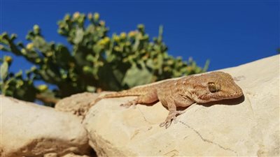 إسرائيل تشكو من غزو البرص المصري أراضيها.. والبحوث الزراعية: مسالم ومش مؤذي
